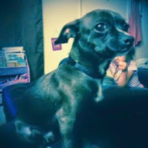 Meet your Posher, Bella